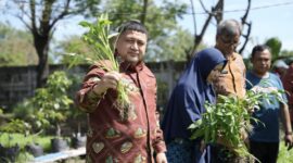 Wali Kota Makassar Dorong Urban Farming.