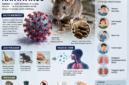 Tanda-Tanda dan Langkah Pencegahan Hantavirus yang Wajib Diketahui.