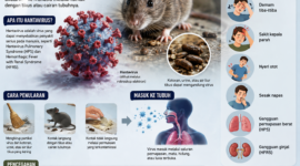 Tanda-Tanda dan Langkah Pencegahan Hantavirus yang Wajib Diketahui.