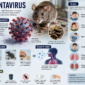 Tanda-Tanda dan Langkah Pencegahan Hantavirus yang Wajib Diketahui.